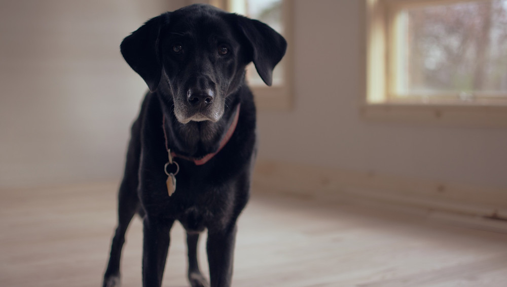 treating separation anxiety in dogs