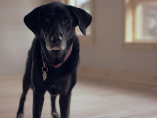 Treating mild cases of separation anxiety in dogs
