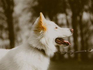 Equipment and Gear You Should Get For Your Home Alone Dog
