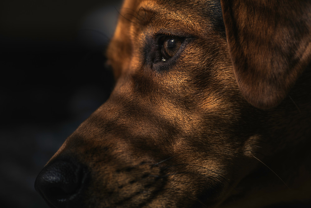 Treating separation anxiety in dogs