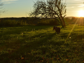 5 Ideas to Make the Time Your Dog Spends Alone Easier to Handle
#5 Sometimes Dogs Just Want to Be Do
