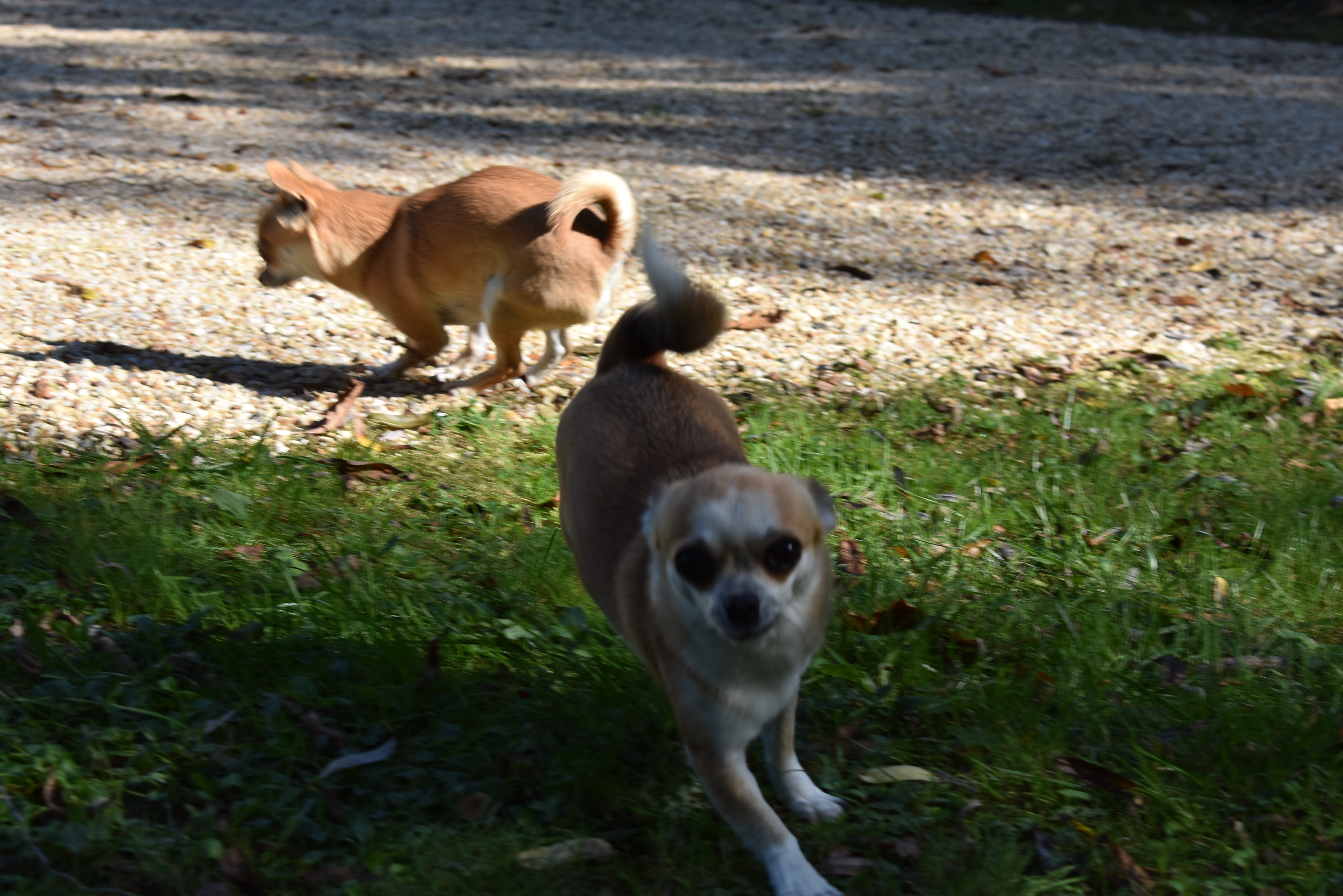 Dog Boarding Kennels Bergerac Letoile Chanceuse