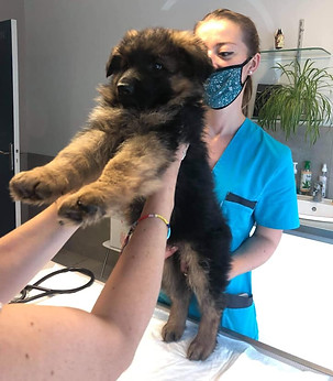 puppy at vets.jpg