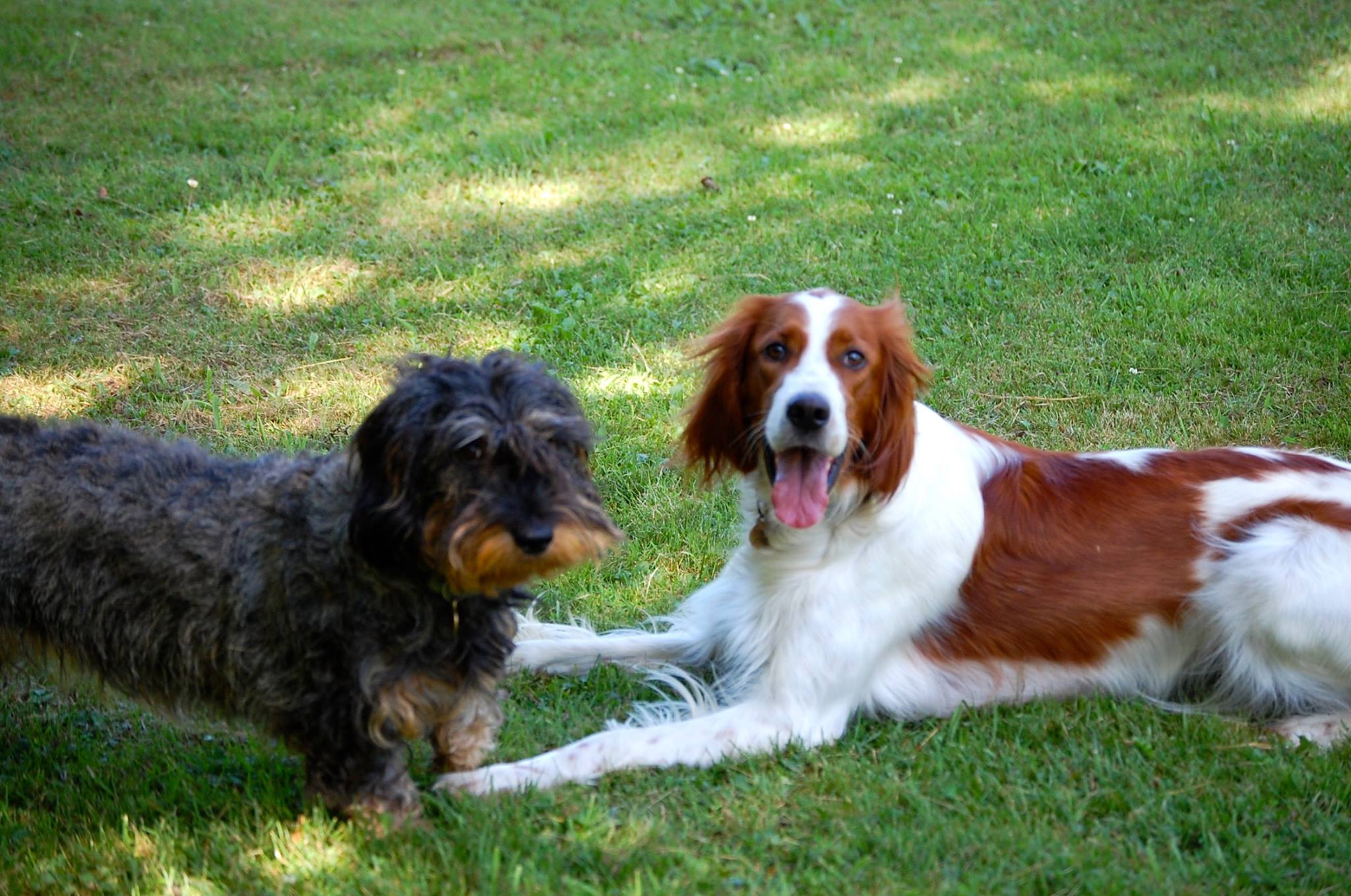 Dog Boarding Kennels Bergerac Letoile Chanceuse