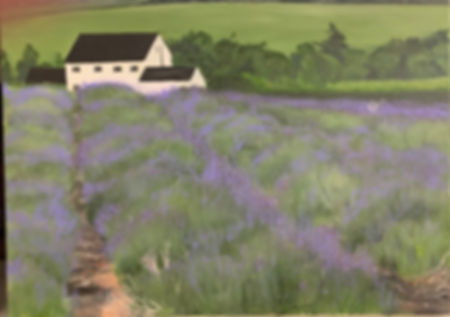 Lavender farm