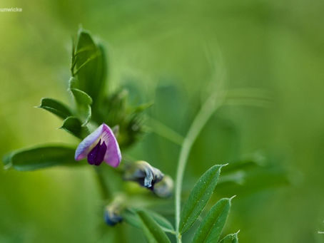 Mein Wildgarten