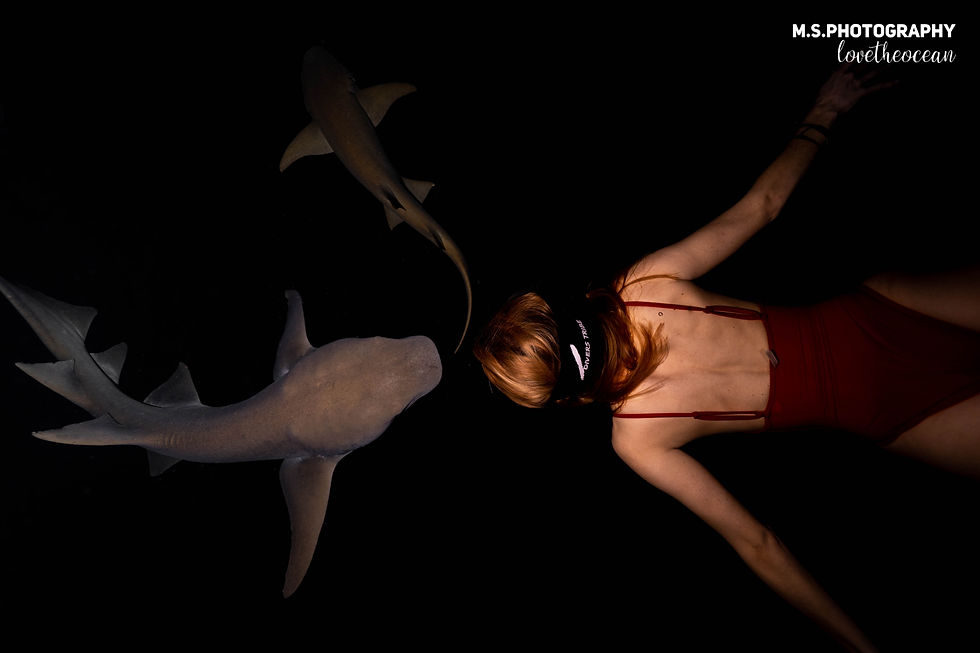 A woman in red swimwear swims near two sharks in dark water. Her hair is flowing, and the text "M.S. Photography" is visible above.