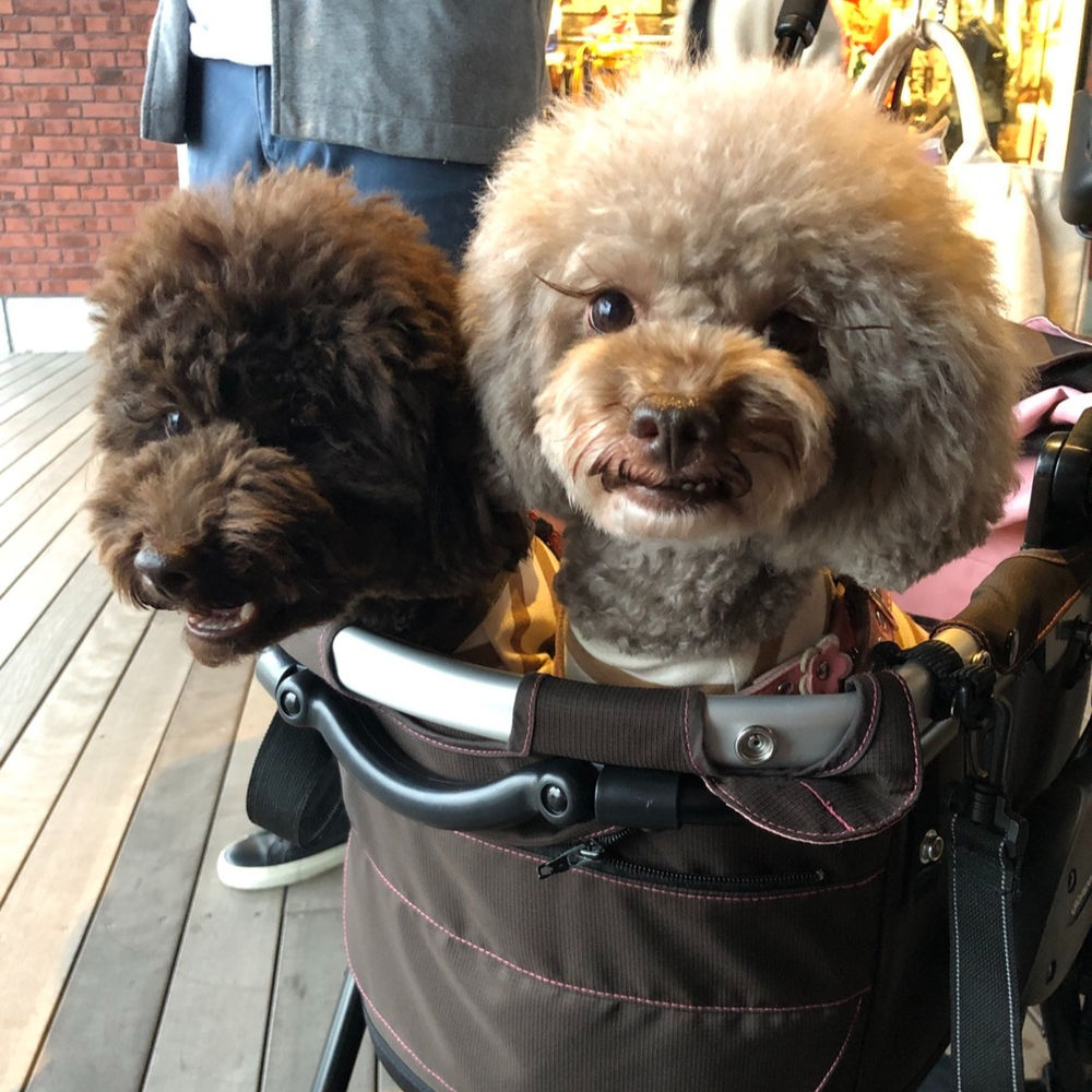 チクチク痛い 逆さ睫毛の治療