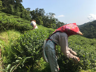 山中無甲子：深山石頭屋的文山包種傳奇女