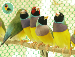 Amadina gouldová (Erythrura gouldiae): Dúhový klenot medzi exotickými vtákmi