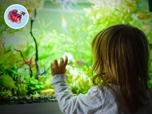 Obľúbené druhy rýb