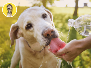Nástrahy leta: Ako ho s psíkom prežiť v kľude