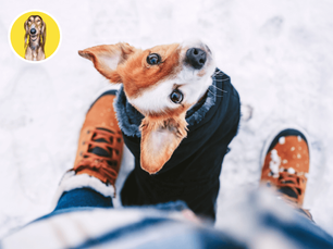 Aj psom býva chladno