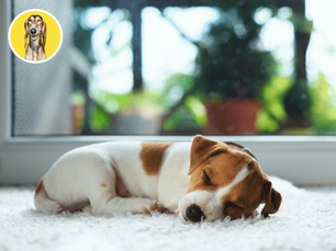 Učíme šteniatko samostatnosti 