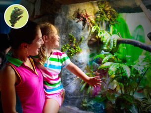 Najobľúbenejšie druhy teráriových zvierat