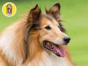 Koža a srsť psíka