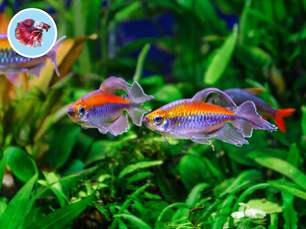 Kontrola kvality vody s sladkovodnom akváriu – testy, úprava pH, pridanie baktérií