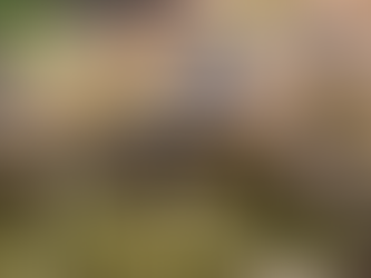 Kráľ medzi hadmi – Pytón kráľovský