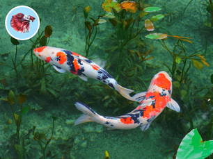 Najobľúbenejšie ryby jazierok