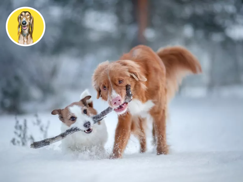 Starostlivosť o psa v zime