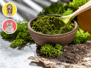 CHLORELLA, SPIRULINA A KELPA – riasy v strave našich zvierat