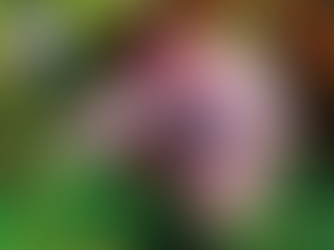 Najobľúbenejšia akváriová rybka - Bojovnica pestrá