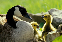 J0044-Mother-goose-and-gosling