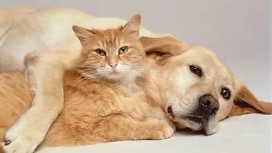Dog-Cat-GettyImages-10093564.jpg.webp