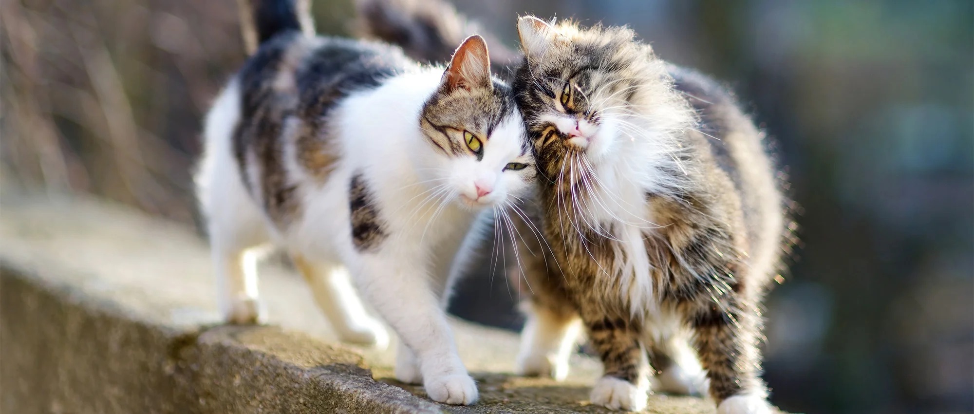 community-cats-575021.jpg.webp