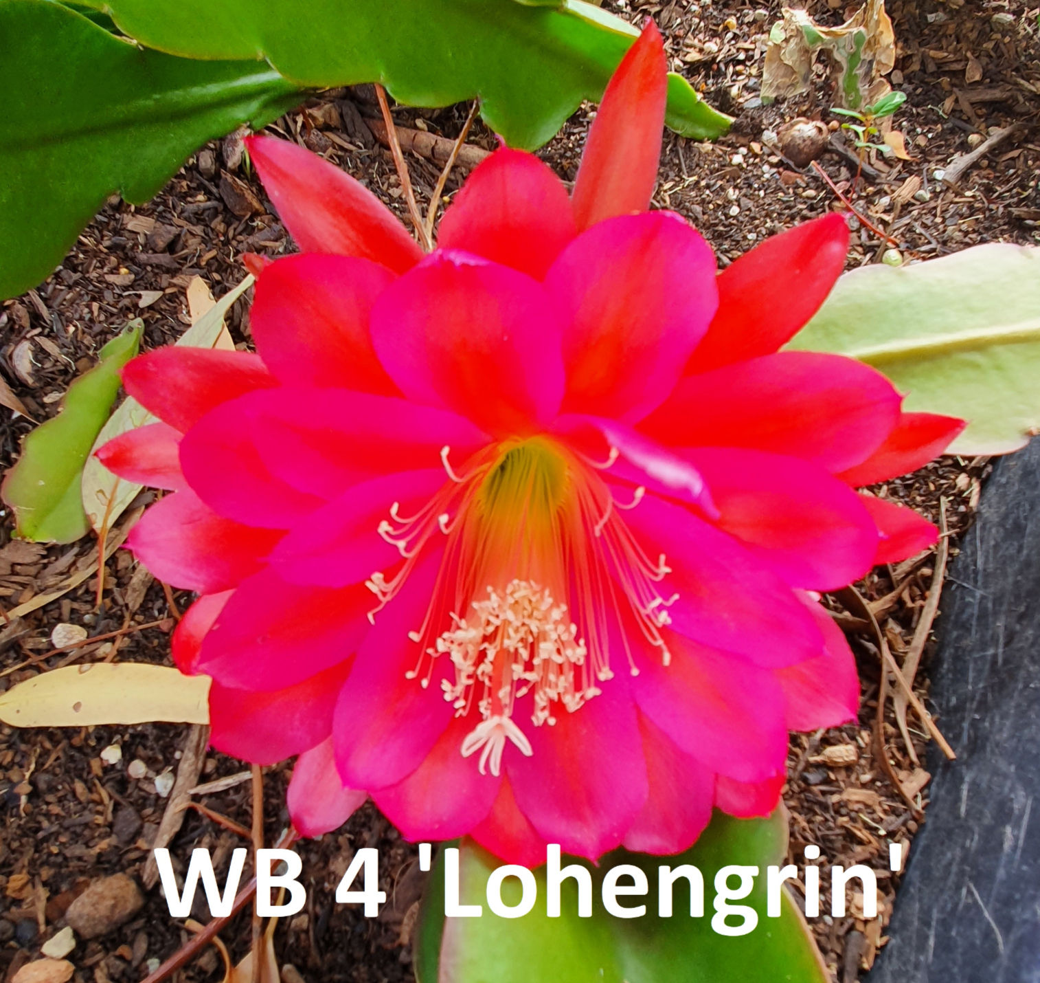 Epiphyllum WB 4 'Lohengrin'
