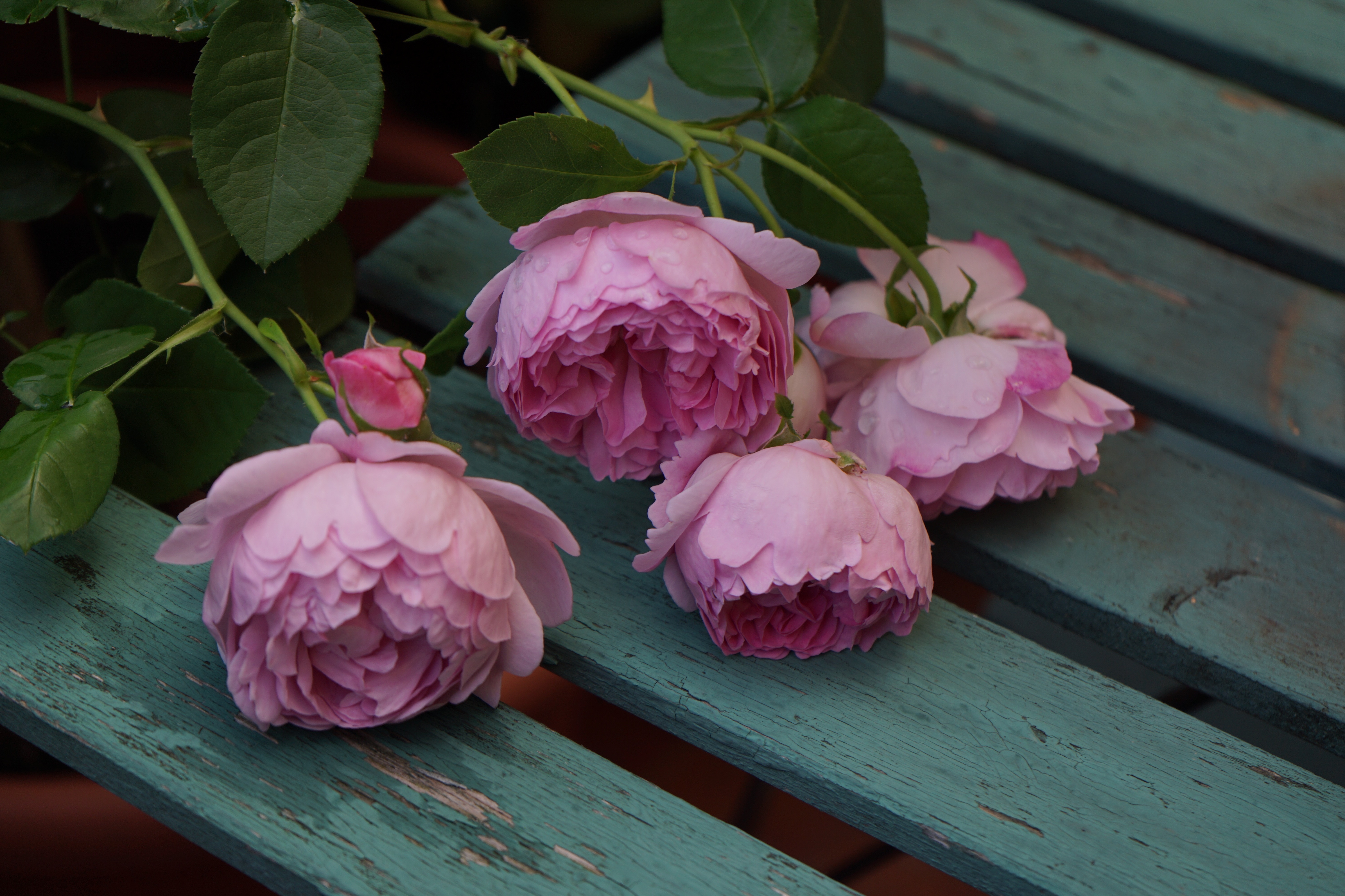 Roses