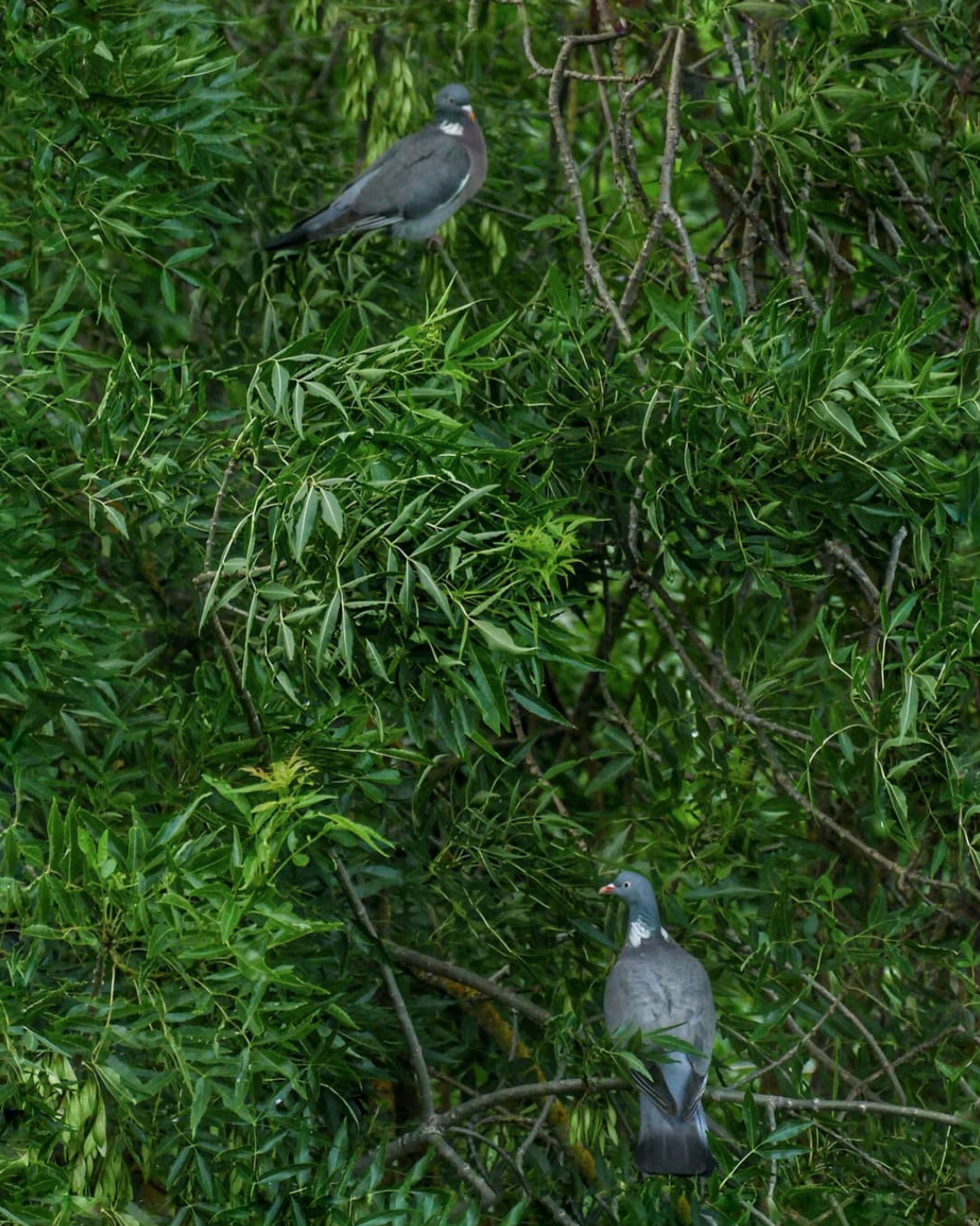 Pigeons