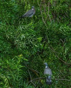 Pigeons
