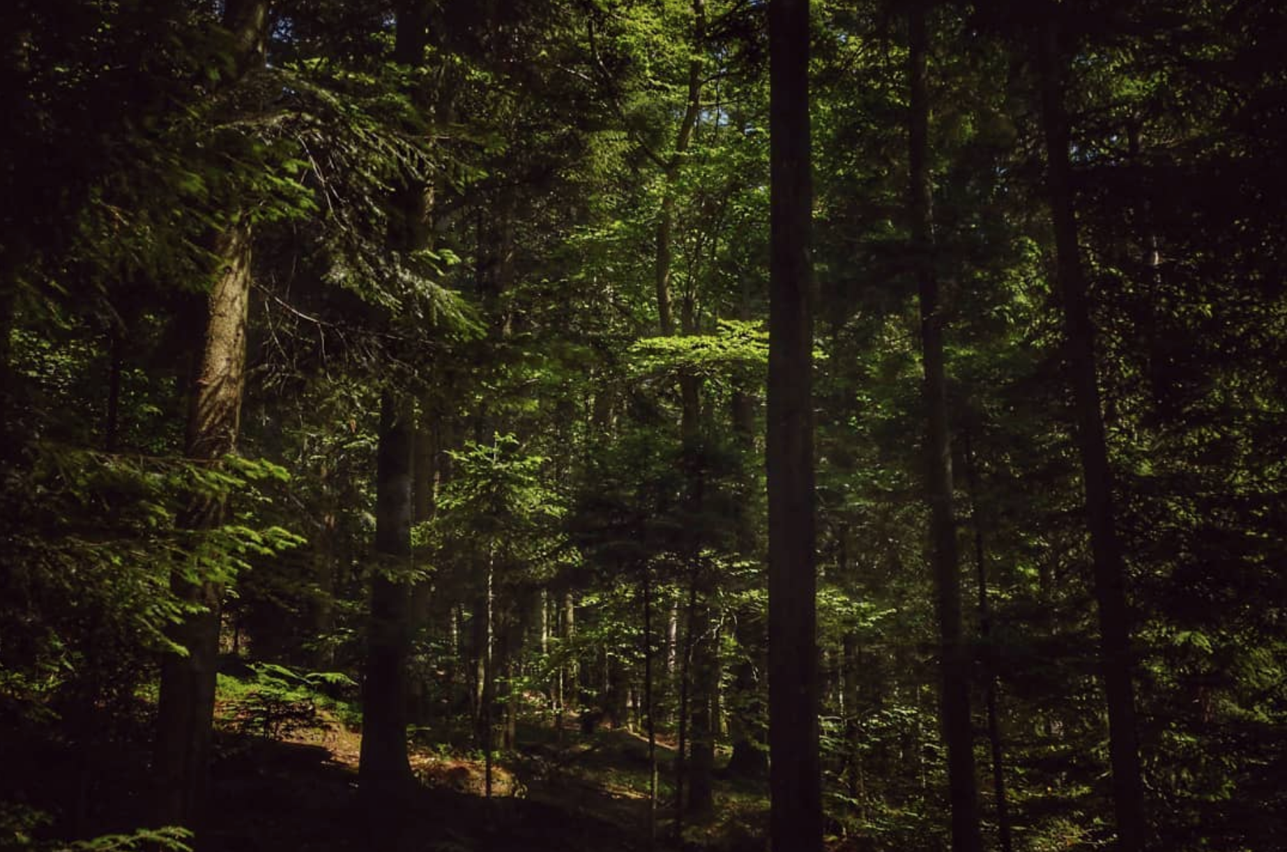 Forêt des Vosges