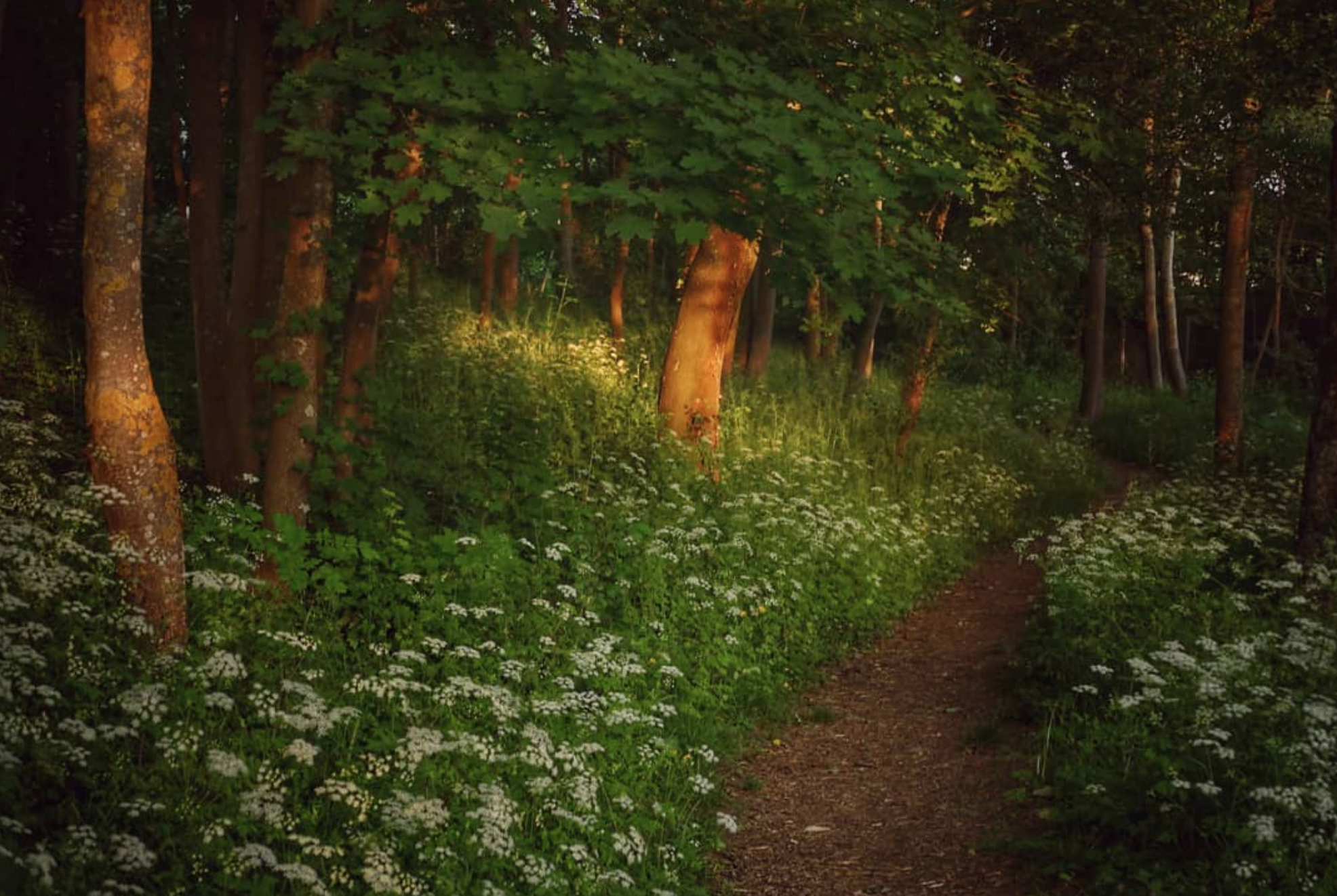 Le chemin