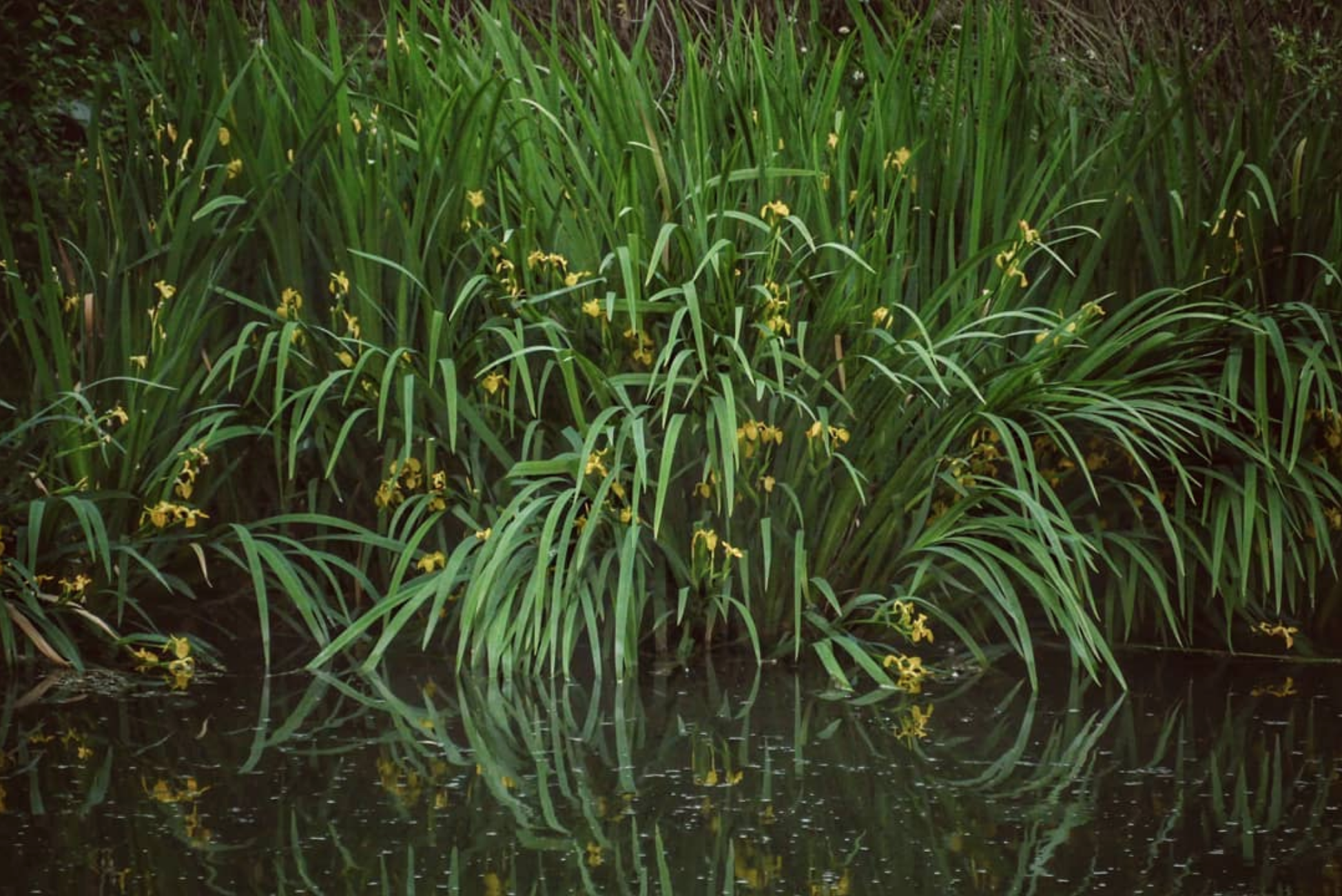 Les Iris