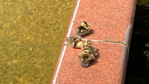 【🐥すくすく育て！】