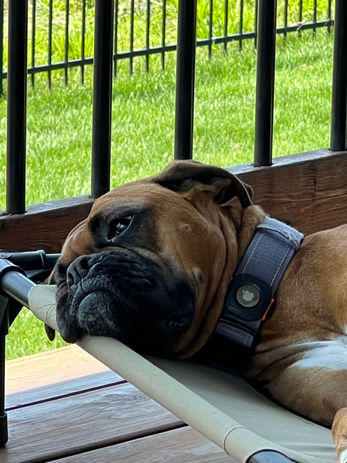 boxer dog breed napping