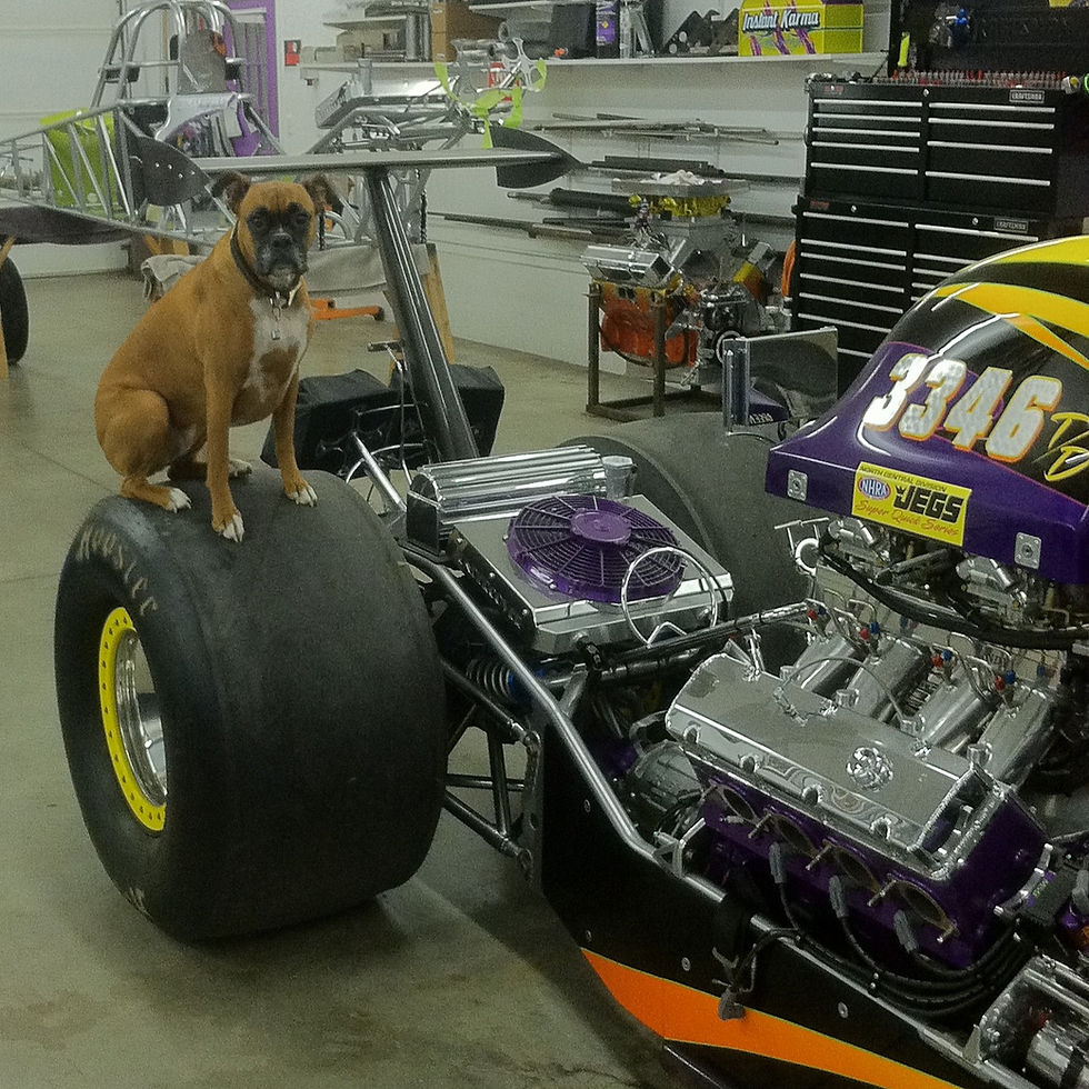 boxer dog breed sitting on the tire of a dragster