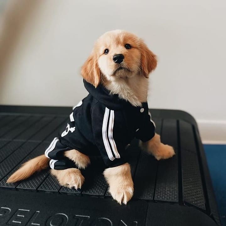 Thumbnail: Golden retriever