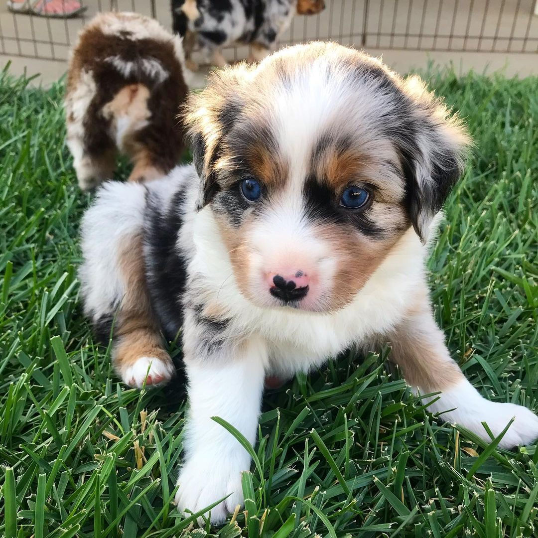 Blue merle Aussie puppies