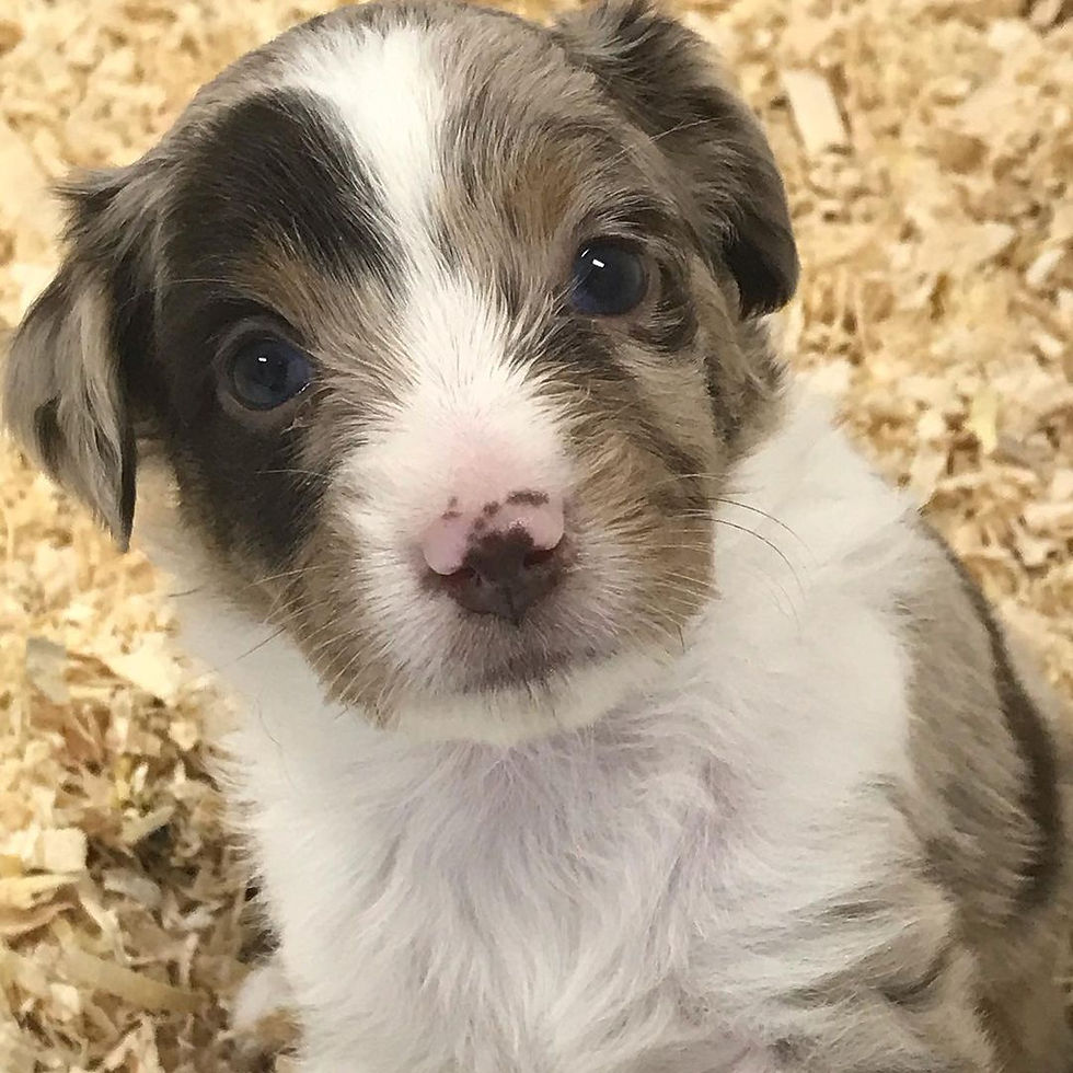 Thumbnail: Blue merle Aussie puppies