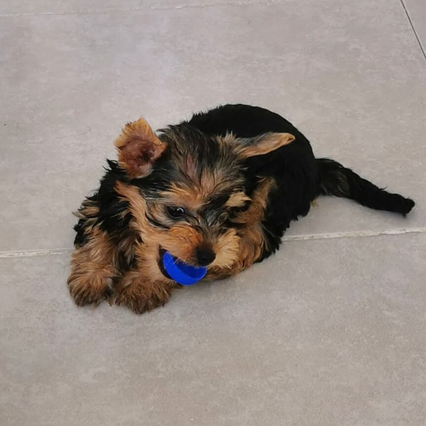 Thumbnail: Teacup Yorkie puppies
