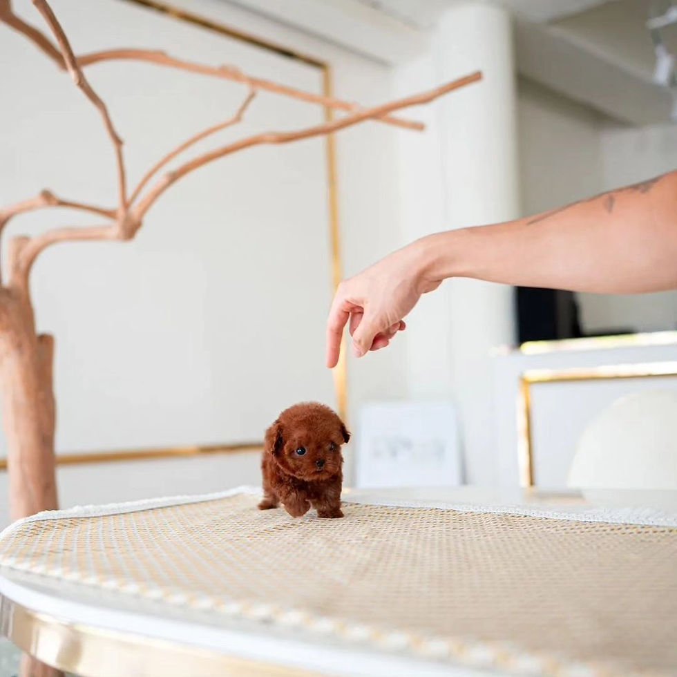 Thumbnail: Teacup poodle 