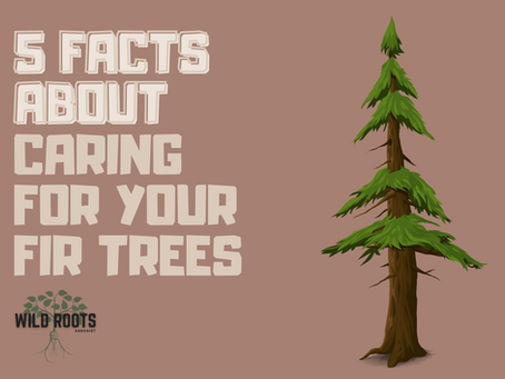 5 Facts About Caring for Your Fir Trees