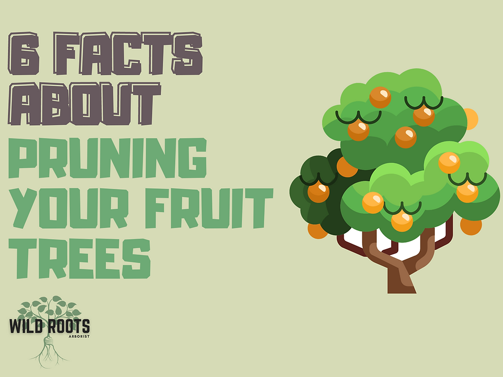 6 Facts About Pruning Your Fruit Trees