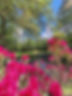 gelbe Bank am Teich mit pink blühendem Rhododendron