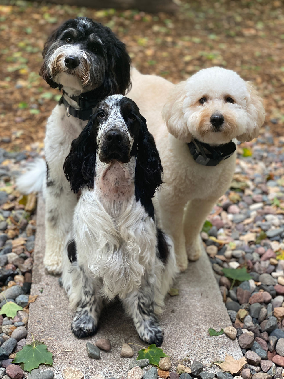 Puppy Play Time
