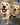 Level 1 Basic Obedience Class