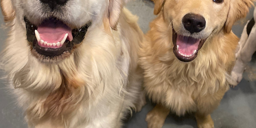 Level 1 Basic Obedience Class